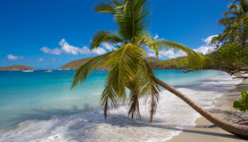 Palm trees Maho Beach on St John in the US Virgin Islands.