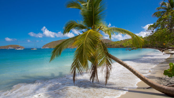 Palm trees Maho Beach on St John in the US Virgin Islands.