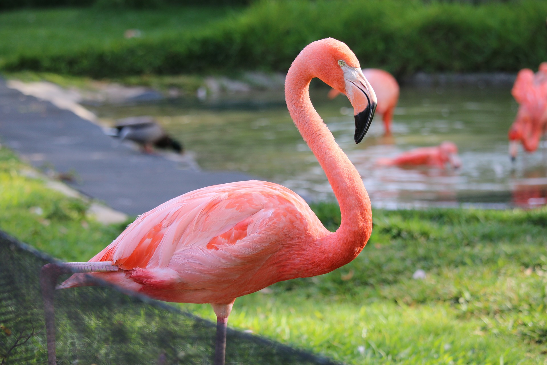 flamingo travel beograd