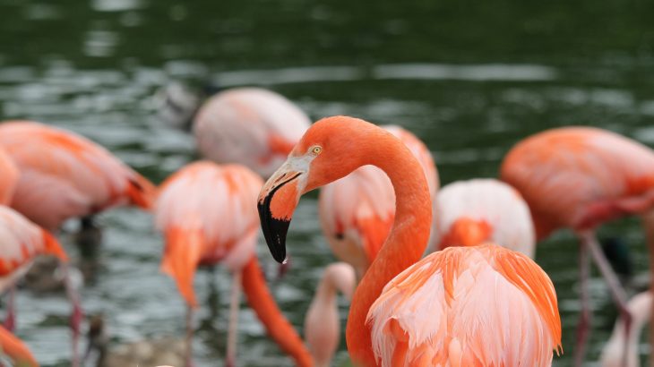 flamingo