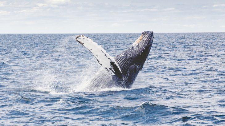 whale-watching