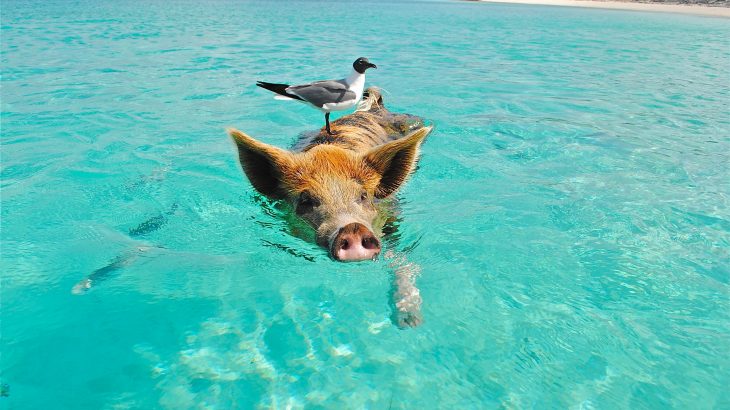 swimming-pigs-staniel-cay