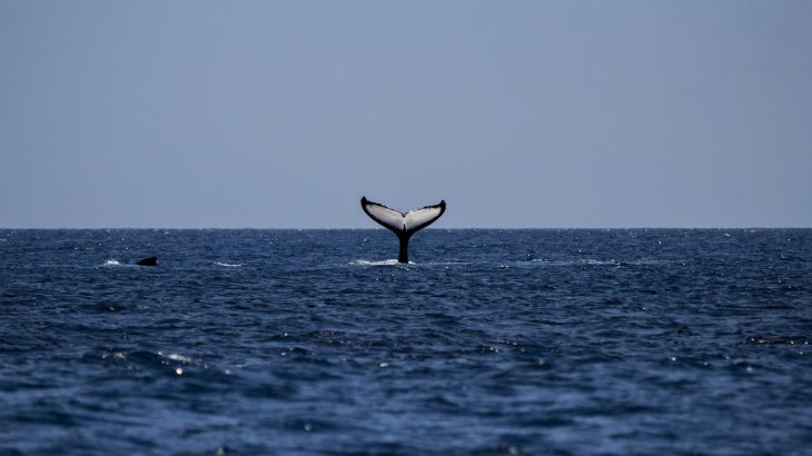 The Best Spots for Whale Watching in the Caribbean