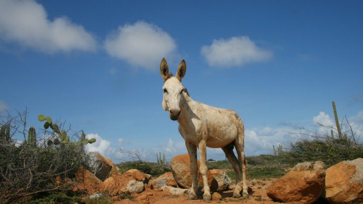 donkey-aruba