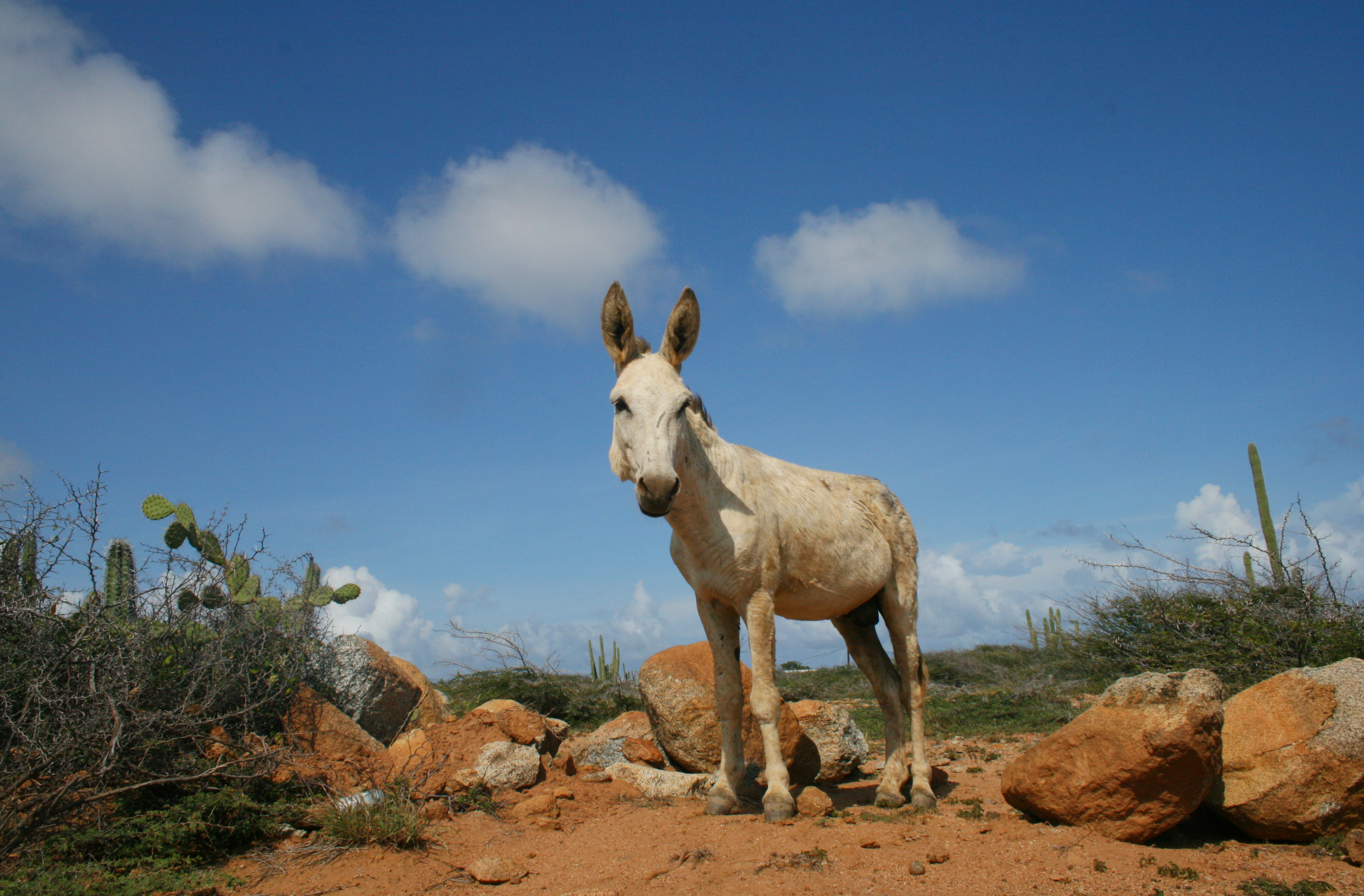 donkey-aruba