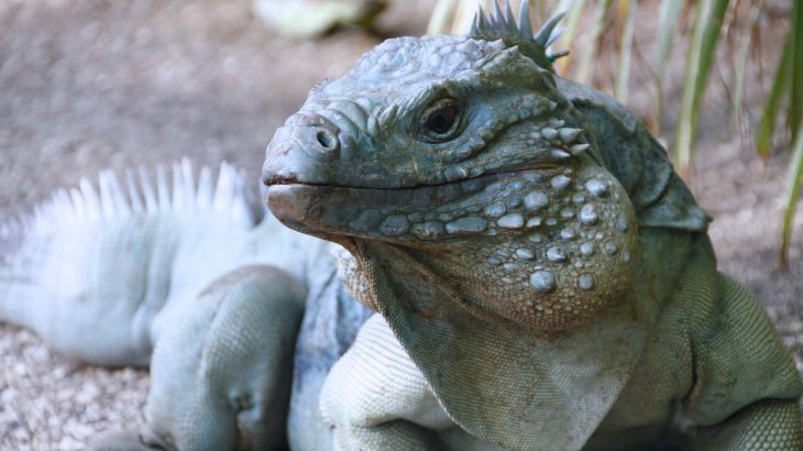 blue-iguana