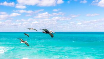 birds-flying-over-caribbean-ocean