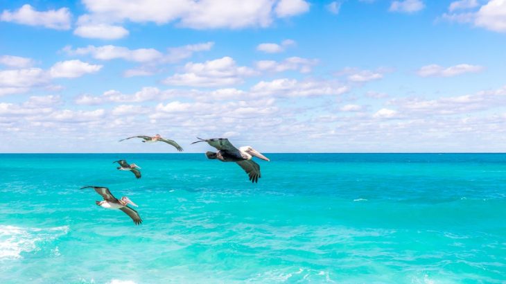 birds-flying-over-caribbean-ocean