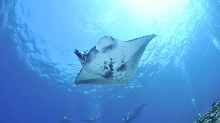 manta-ray-swimming-beach-vacation-excursion