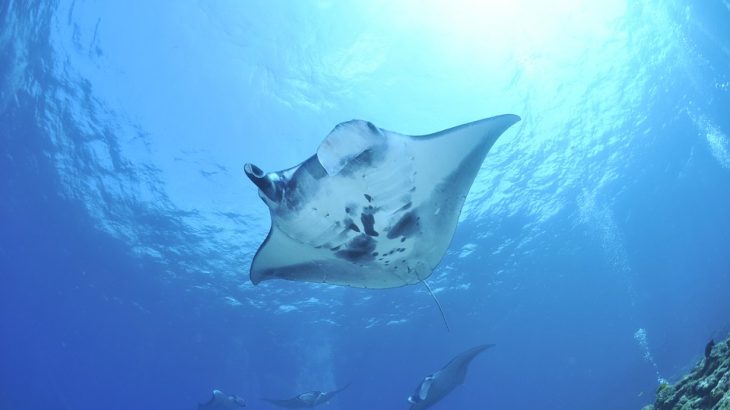 manta-ray-swimming-beach-vacation-excursion