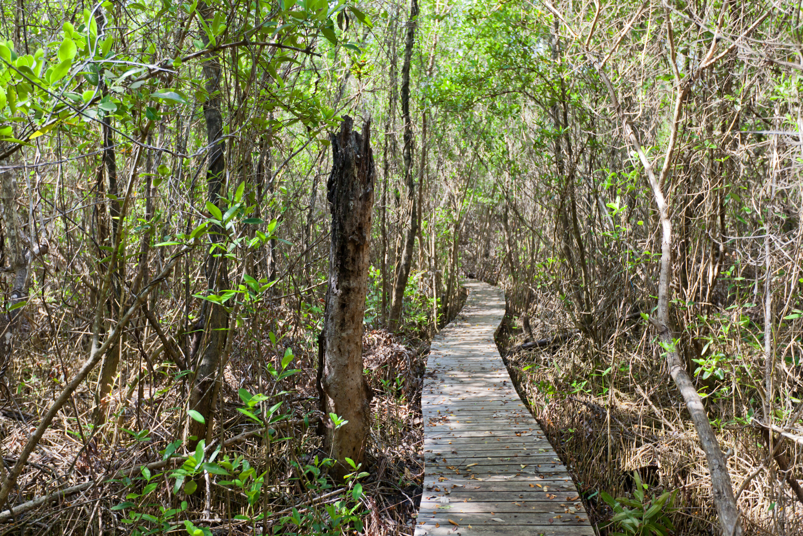 Boardwalk part of Mastic Trail, Grand Cayman Island. Footbridge in Boardwalk part of Mastic Trail. Mastic Trail is forest walking path in Mastic Reserve of Grand Cayman, Cayman Islands British Overseas Territory.