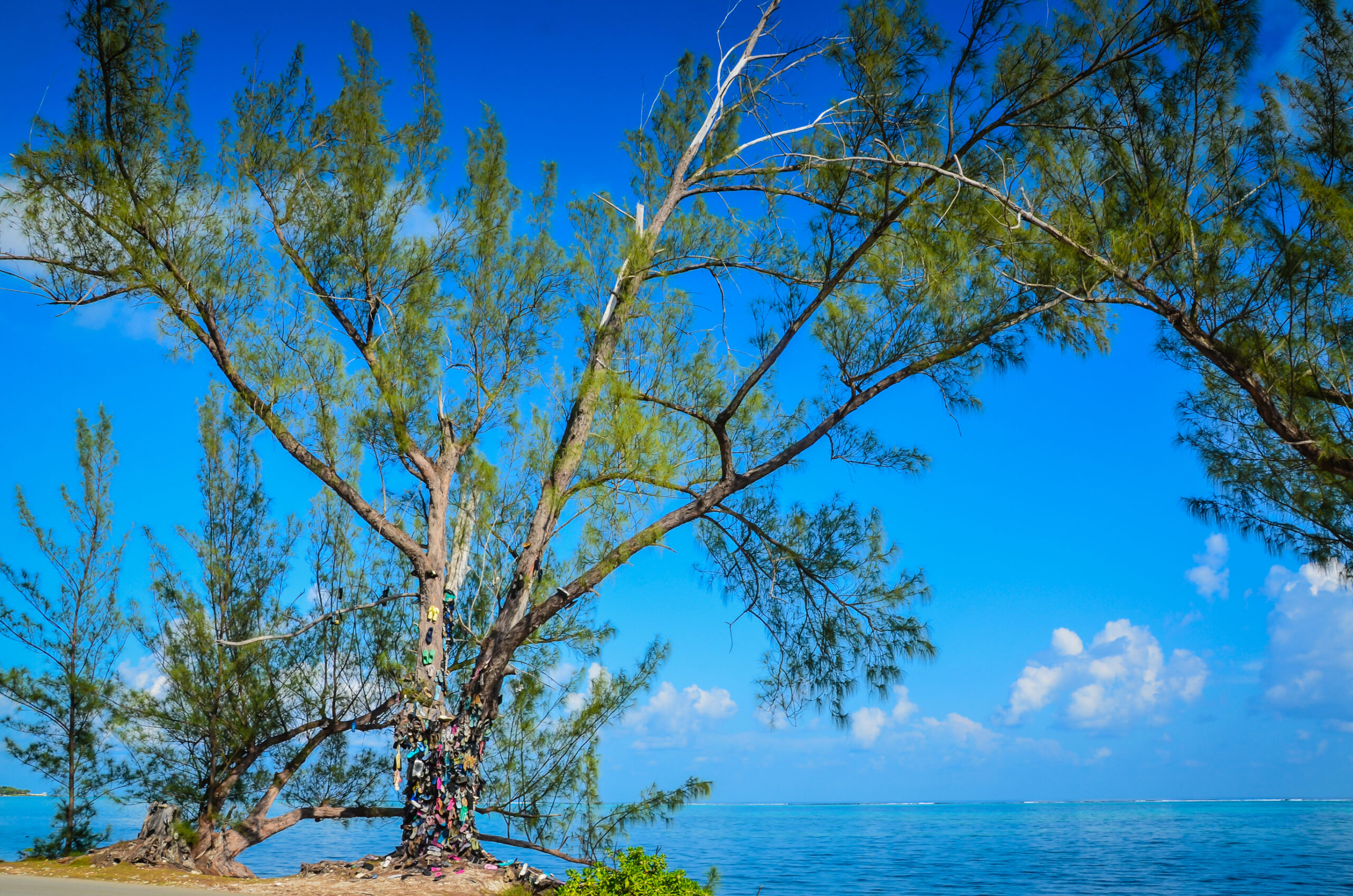 Cayman Shoe Tree - Grand Cayman. Begun as a cautionary statement about litter and recycling, the Cayman Shoe Tree makes for an interesting roadside attraction and colorful backdrop for a photo opportunity. 