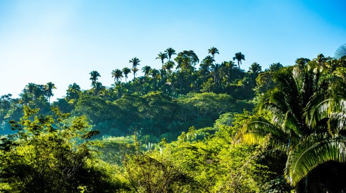 lush-riviera-maya-jungle-mexico