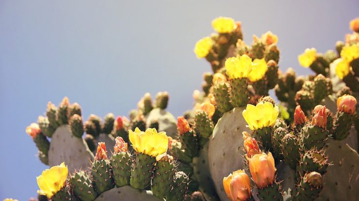 prickly-pear-cactuses-aruba