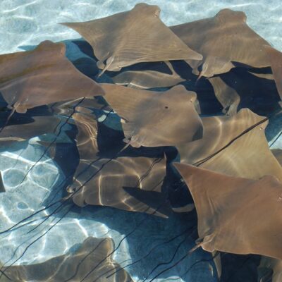 Swim with Stingrays in Grand Cayman