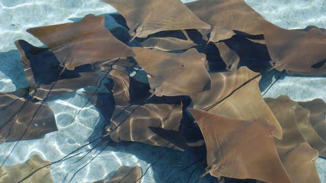Swim with Stingrays in Grand Cayman