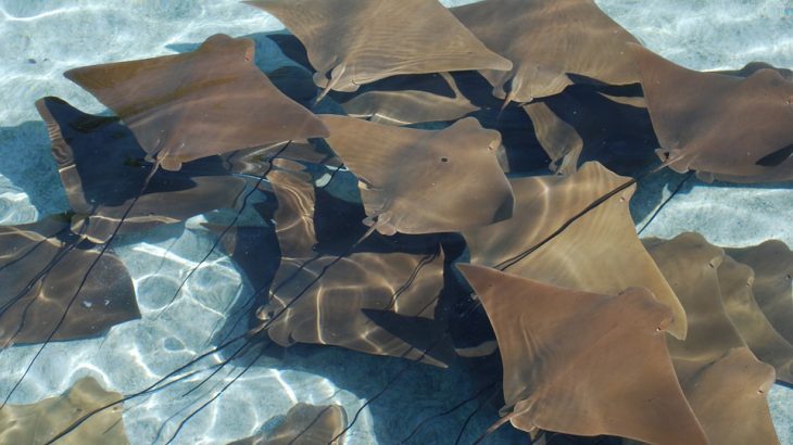 fever-stingrays-clear-water