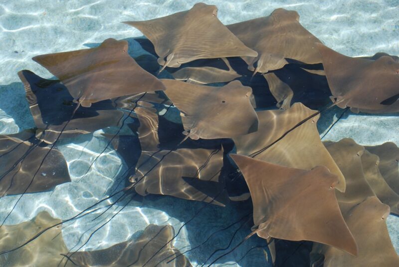 fever-stingrays-clear-water
