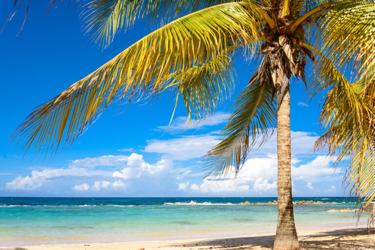 palm-tree-pristine-beach