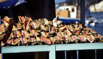 conch-stand