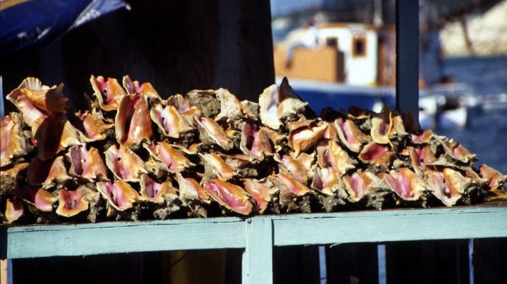 conch-stand