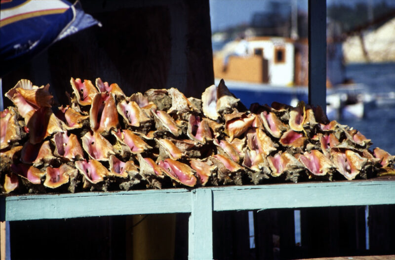 conch-stand