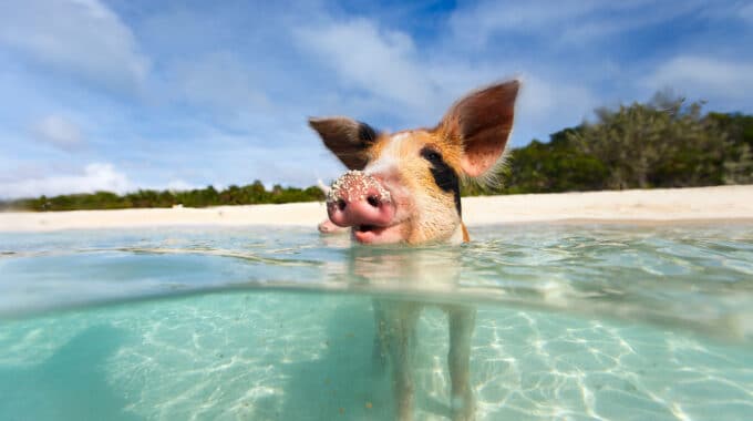Little piglet in a water at beach on Exuma Bahamas