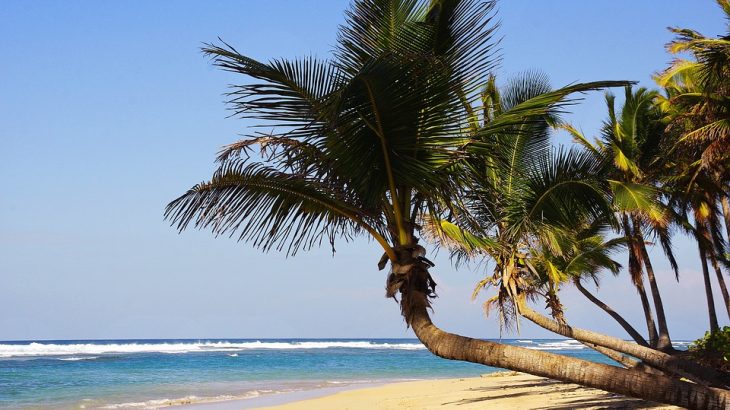 punta-cana-beach-palm-tree