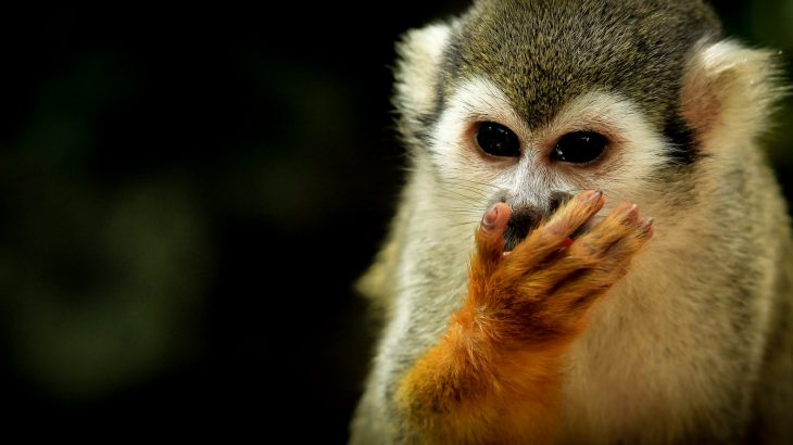 close-up-squirrel-monkey