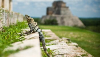 iguana-chichen-itza-yucatan