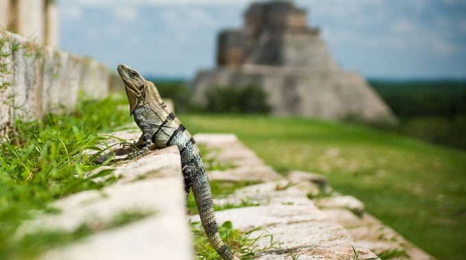 iguana-chichen-itza-yucatan