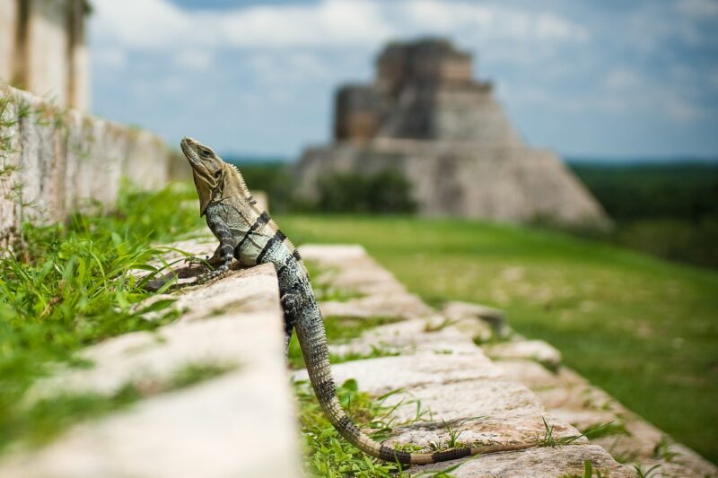 iguana-chichen-itza-yucatan