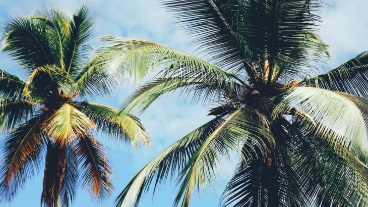 palm-tree-blue-sky