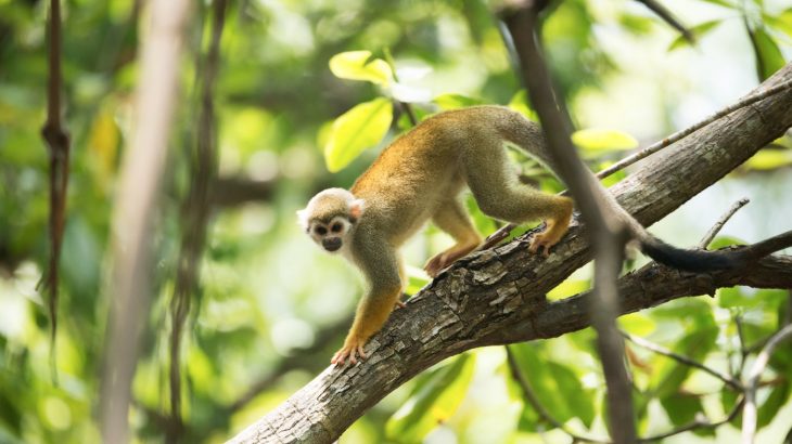 squirrel-monkey-climb-tree