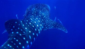 whale-shark-ocean-blue