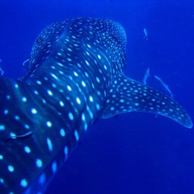 Plan a Whale Shark Encounter from Mexico’s Yucatán Peninsula