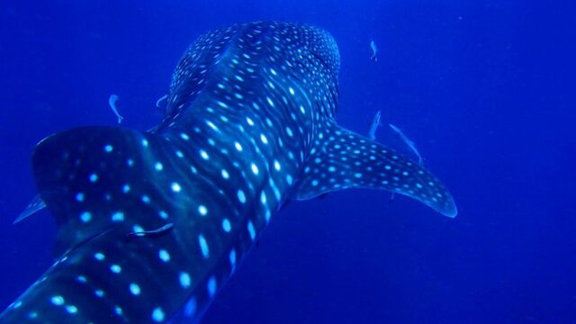 Plan a Whale Shark Encounter from Mexico’s Yucatán Peninsula