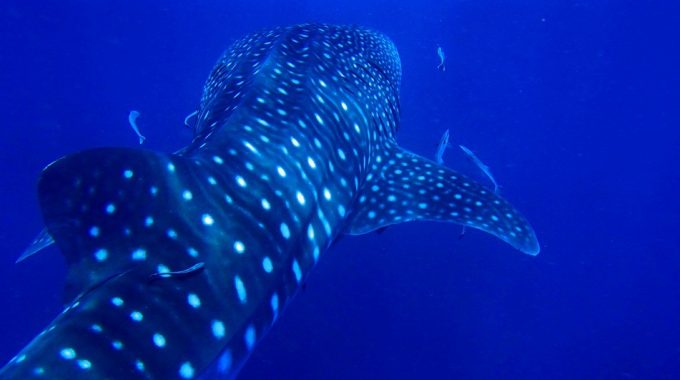 whale-shark-ocean-blue