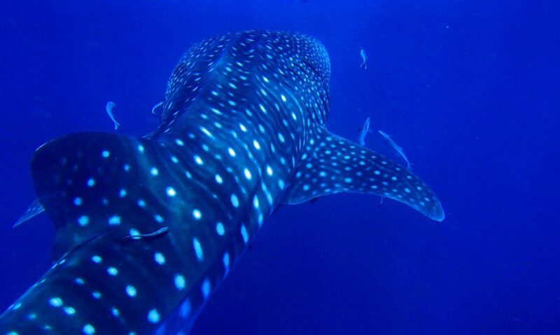 whale-shark-ocean-blue