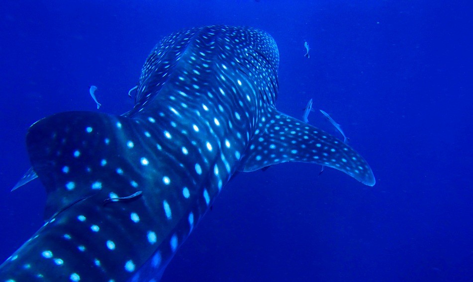 Plan a Whale Shark Encounter from Mexico’s Yucatán Peninsula