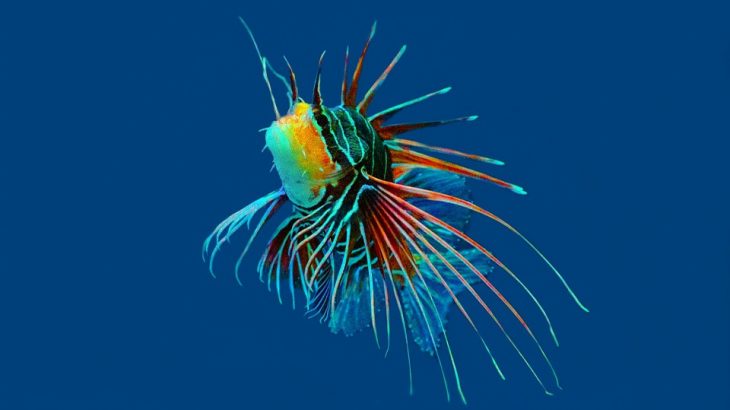 vibrant-lion-fish