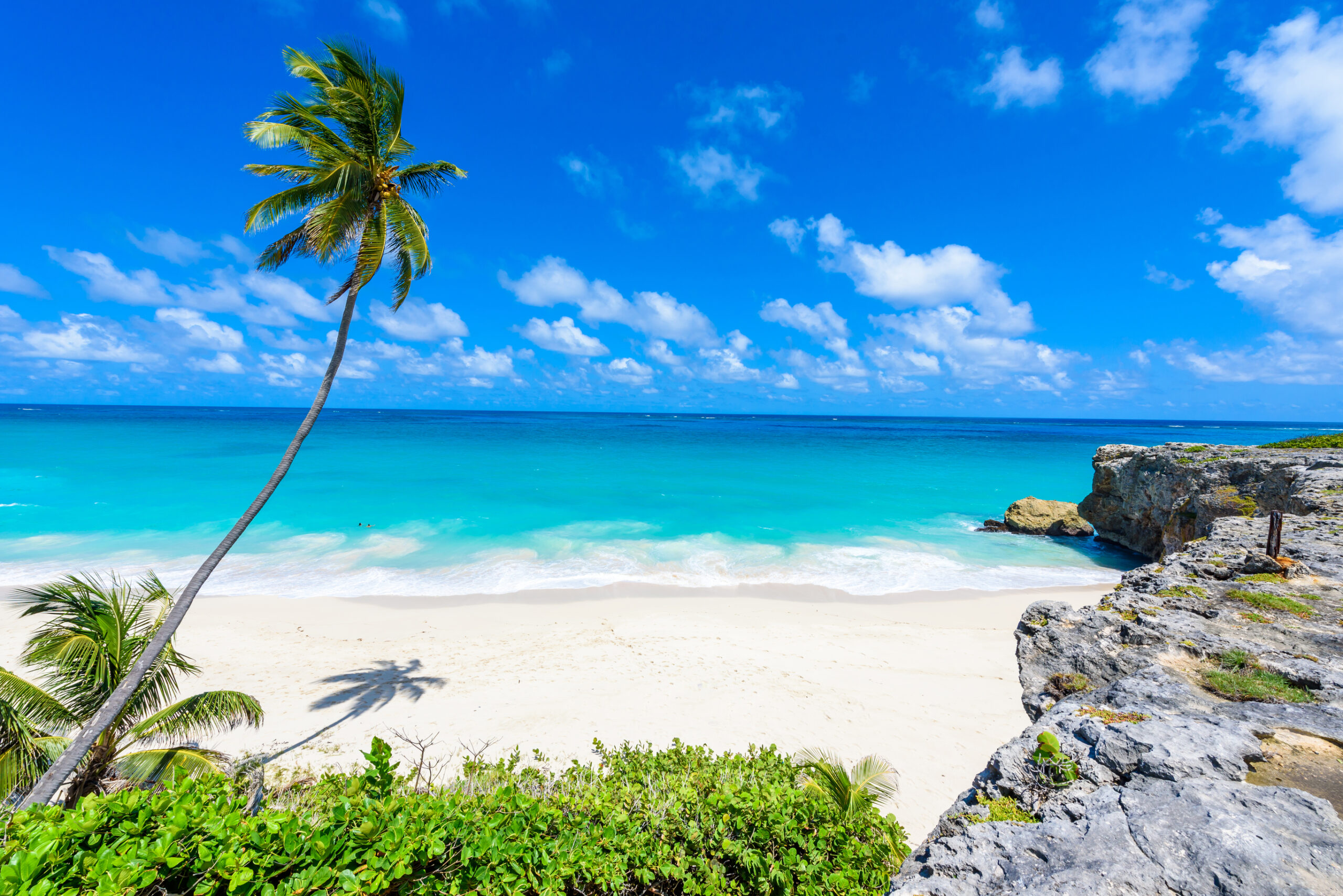 Bottom Bay - Paradise beach on the Caribbean island of Barbados. Tropical coast with palms hanging over turquoise sea.