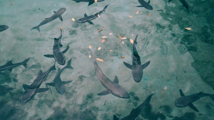 sharks-feeding-food