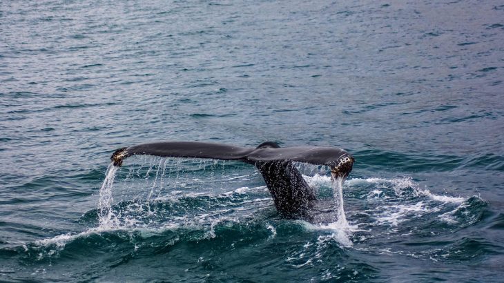 northern-atlantic-humpback-whale-tail