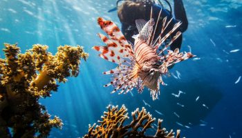 scuba-diver-lionfish-coral