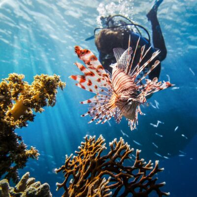 Eating Lionfish in the Caribbean is Now a Thing