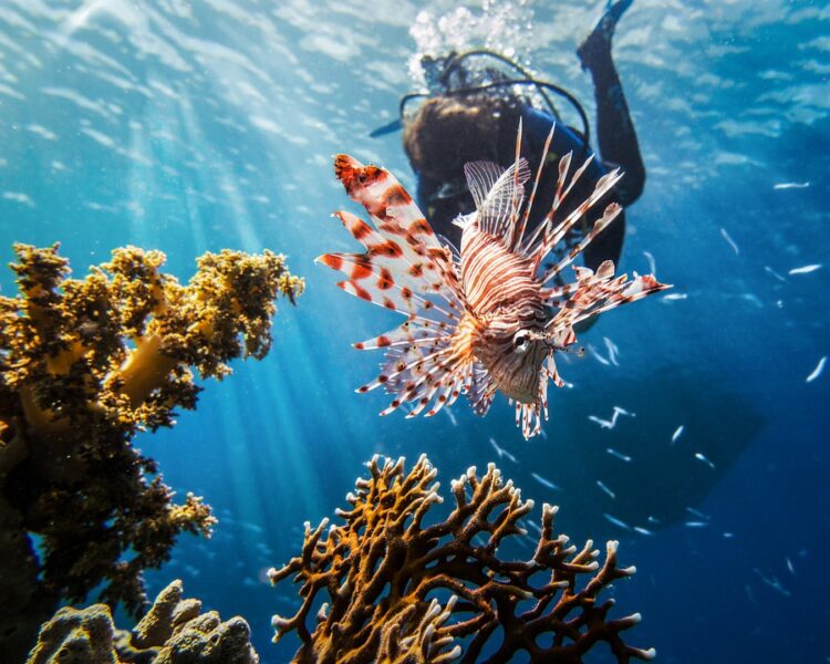 scuba-diver-lionfish-coral