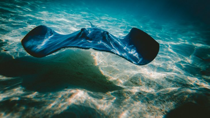 stingray-swimming-cozumel