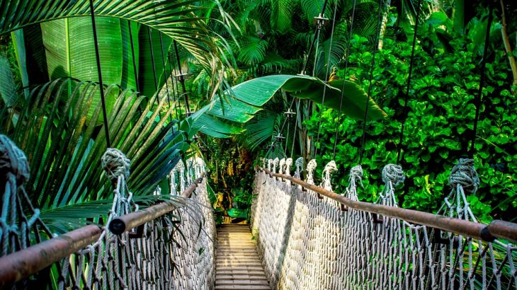 bridge-hanging-forest-green