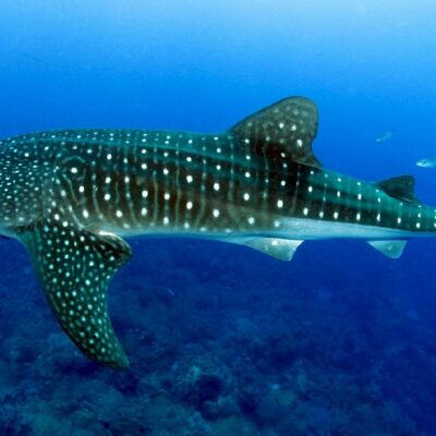 Whale Shark Season in the Yucatán Peninsula: When, Where, and How to Go